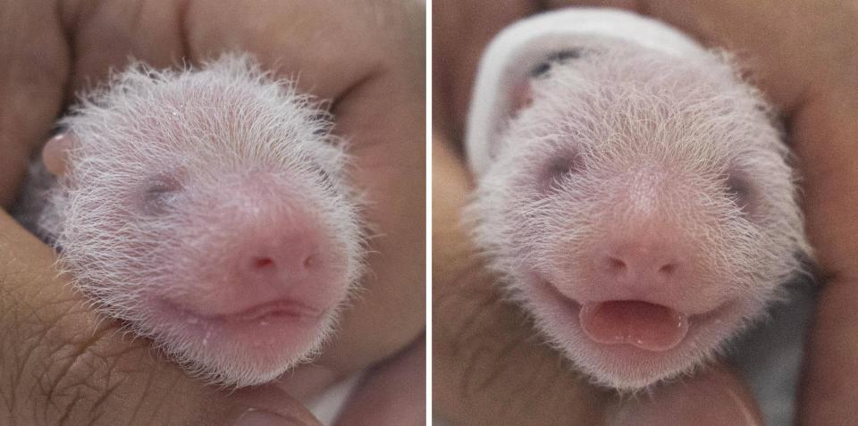  Twin female giant pandas born at the EVERLAND amusement park near Seoul, South Korea, on July 7, 2023, are seen in a photo provided by the park.  / Credit: Courtesy of EVERLAND