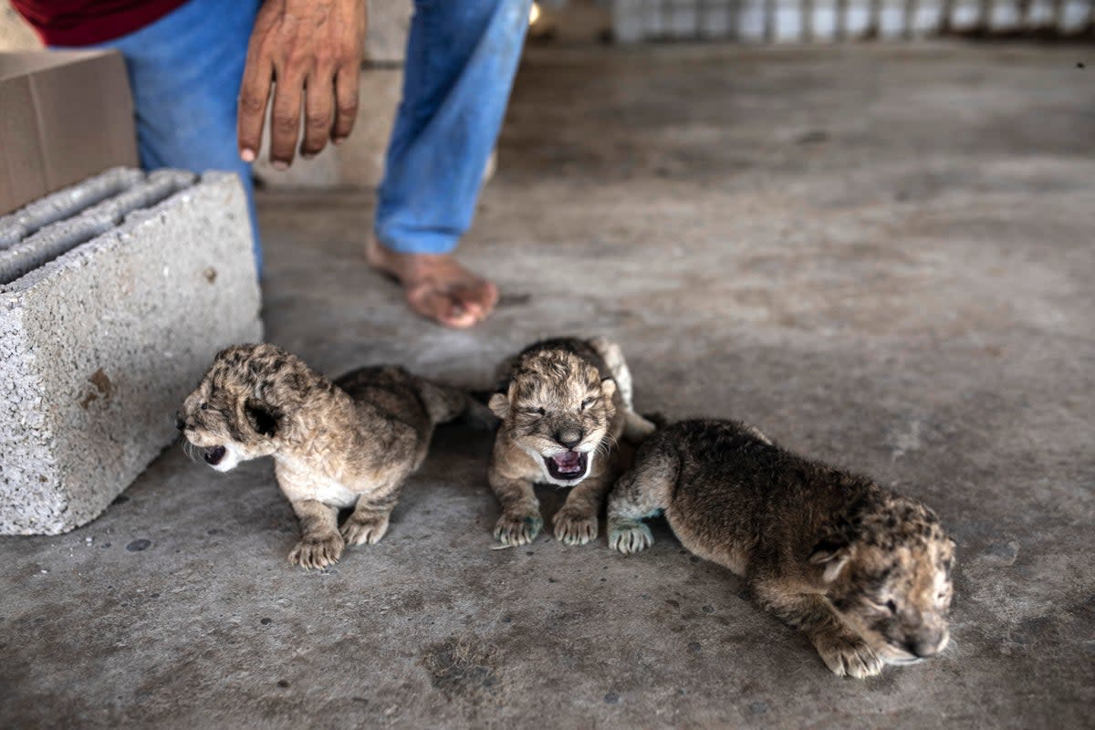 Palestinians Gaza Lion Cubs (Copyright 2022 The Associated Press. All rights reserved)