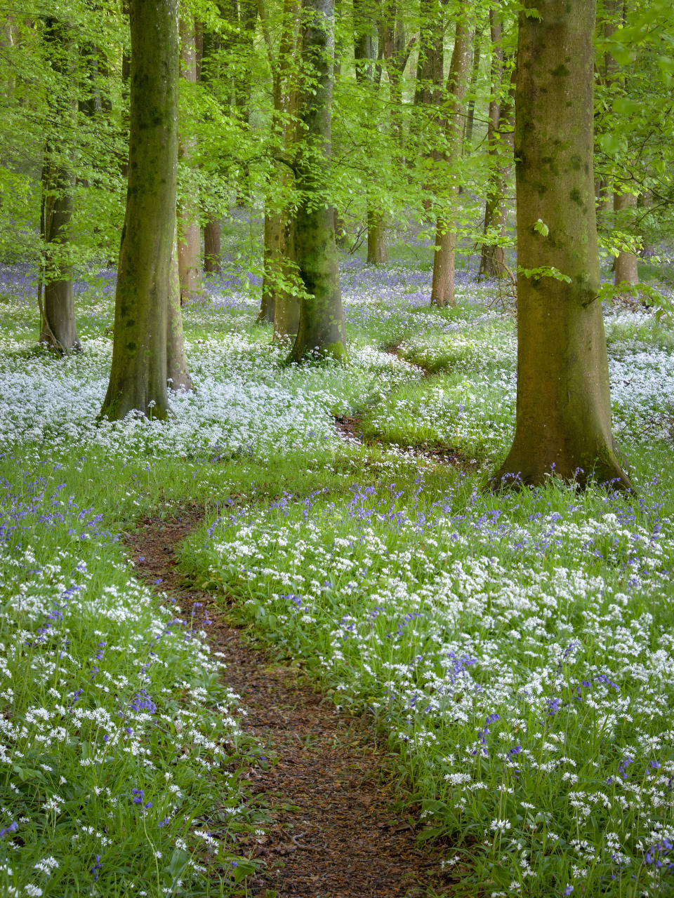 Wiggle Wandering – wild garlic and bluebells at Wildhams Woods near East Marden won third place for Ian Brierley (Ian Brierley/South Downs National Park Authority/PA)