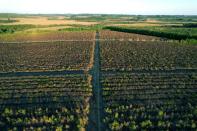 Cultivo de erva mate atingido pela seca no nordeste da Argentina (AFP/JUAN MABROMATA)
