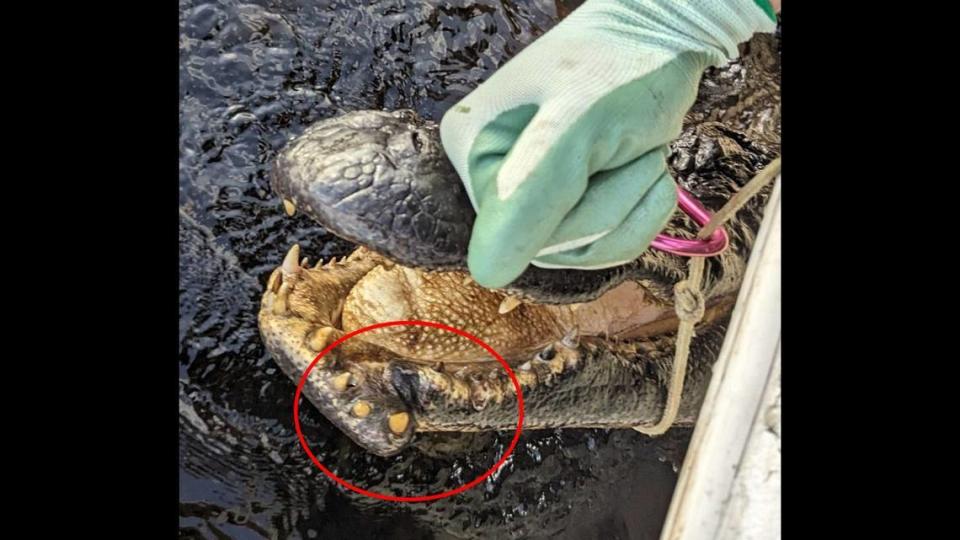 Se sospecha que el cocodrilo nació con una mandíbula normal que se le partió en dos durante una pelea con un cocodrilo mucho más grande, dijeron las autoridades.