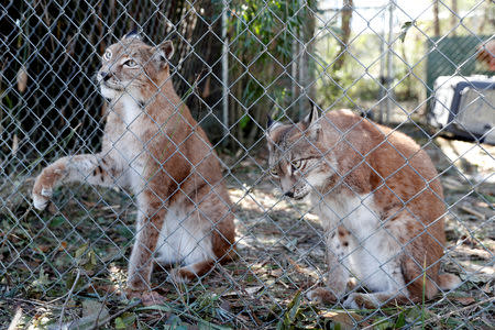 FILE PHOTO: Siberian lynx sit in their cage in the aftermath of Hurricane Michael at the Bear Creek Feline Center in Panama City, Florida, U.S., October 12, 2018. REUTERS/Terray Sylvester/File Photo