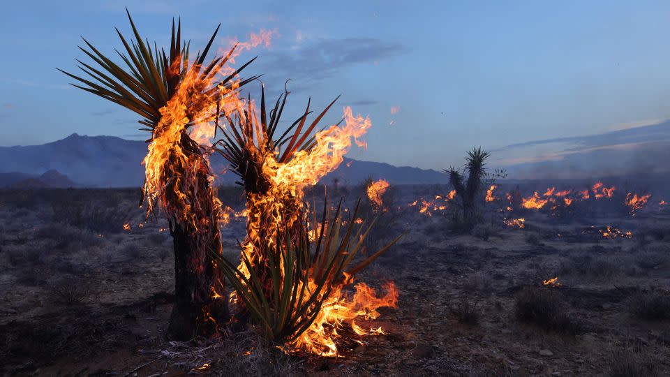 The York Fire has burned more than 80,000 acres. - David Swanson/AFP/Getty Images