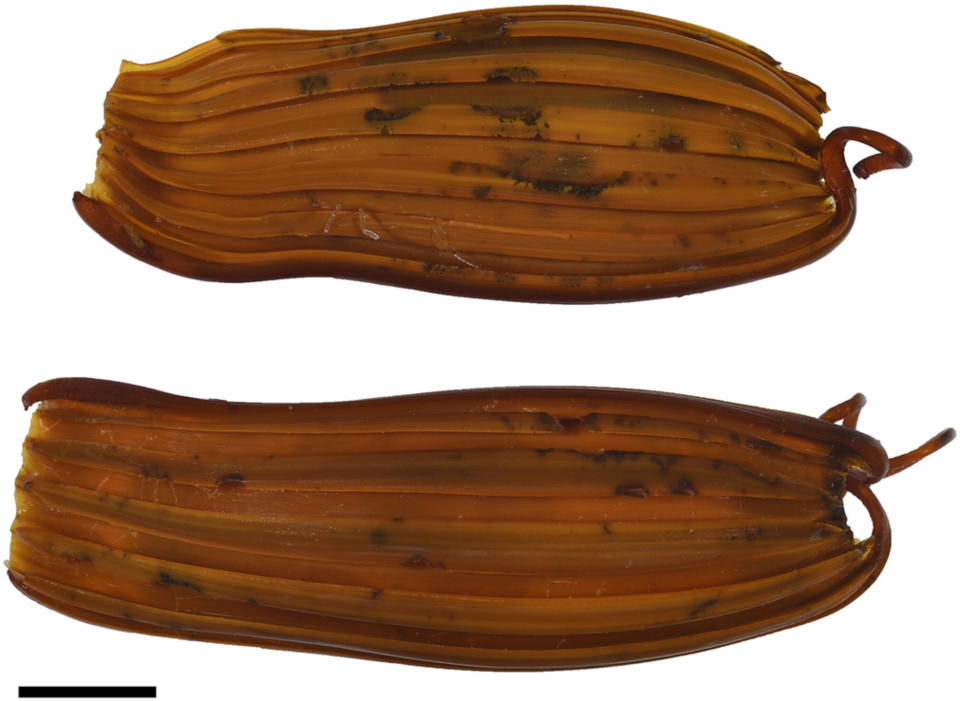 The uniquely corrugated egg cases of Apristurus ovicorrugatus. / Credit: Journal of Fish Biology