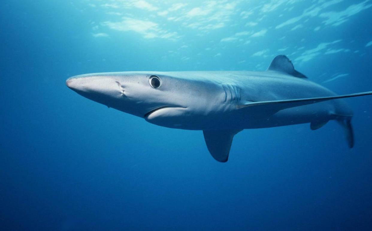 <span class="caption">A blue shark in the Channel Islands off California.</span> <span class="attribution"><a class="link " href="https://flic.kr/p/cNchYY" rel="nofollow noopener" target="_blank" data-ylk="slk:NOAA SWFSC/Flickr;elm:context_link;itc:0;sec:content-canvas">NOAA SWFSC/Flickr</a></span>