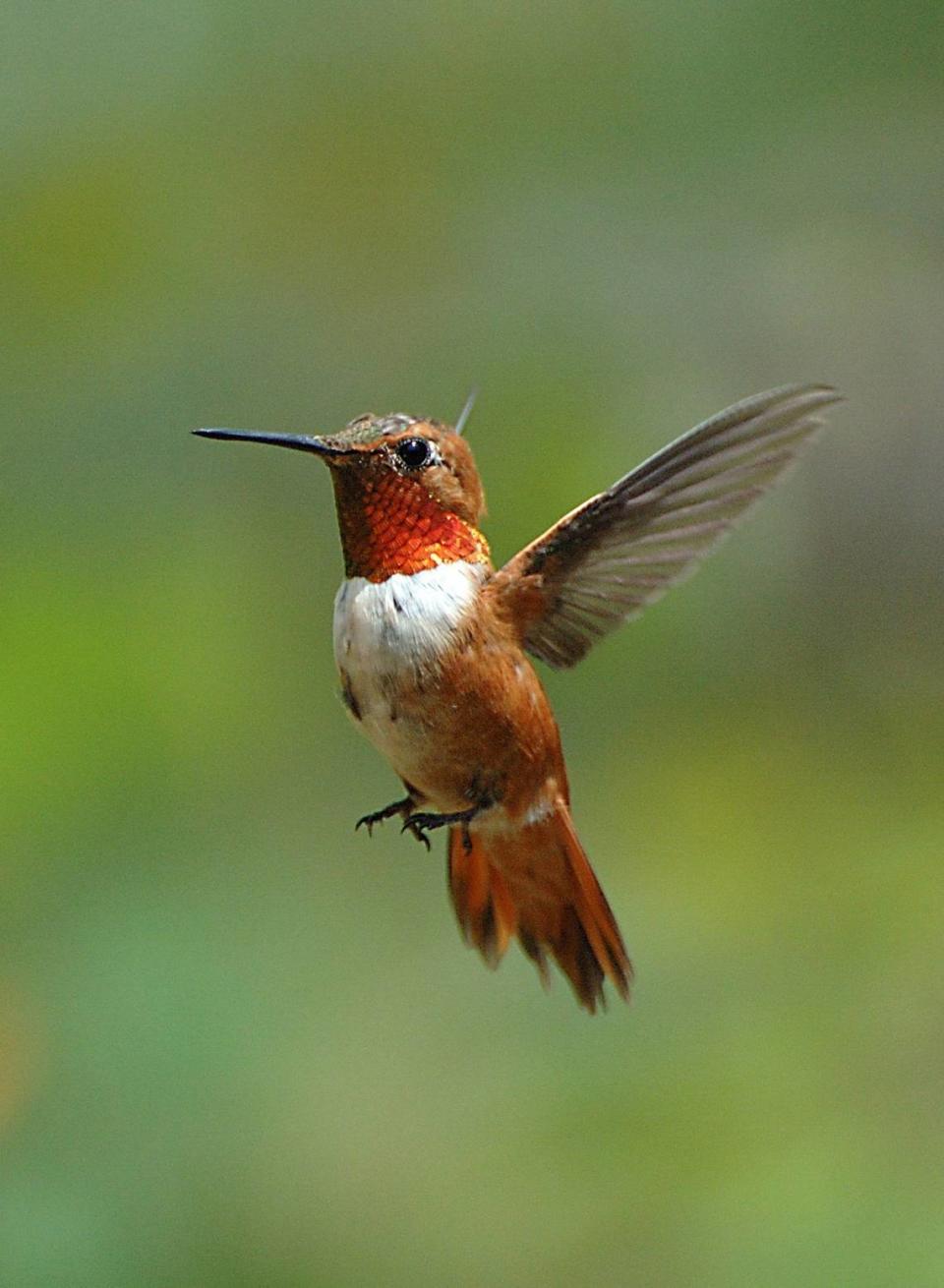 The rufous hummingbird is the most common of the rarer hummingbird species that can be spotted in North Carolina. (Courtesy Shelley Ellis/National Wildlife Federation/MCT)