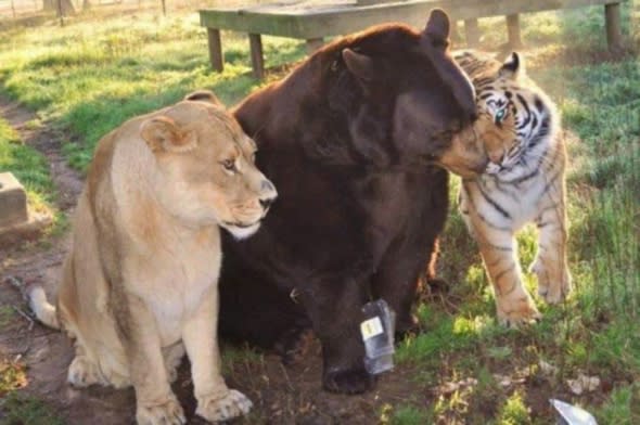 bear-lion-tiger-live-together-same-enclosure-zoo-georgia