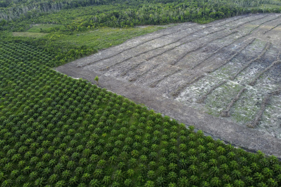 Areas deforested for agriculture are seen in the rural region of the Mocajuba municipality, in Para state, Brazil, Thursday, June 1, 2023. (AP Photo/Eraldo Peres)