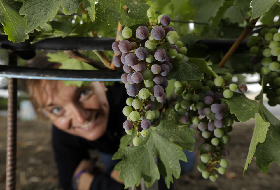 In this photo taken Friday, July 26, 2013, assistant winemaker and viticulturist Nathalie Jure Buckland looks at veraison, the onset of ripening, taking place on Cabernet Sauvignon grapes at Opus One winery in Oakville, Calif. One thing that is certain about the weather in California’s premiere wine grape-growing region is that there is no such thing as normal, and 2013 is living up to that adage. After dealing with cool temperatures in three of the past four years that slowed ripening and kept grapes hanging on the vine until the fall rainy season threated, growers in Napa Valley are dealing with an opposite challenge. (AP Photo/Eric Risberg)