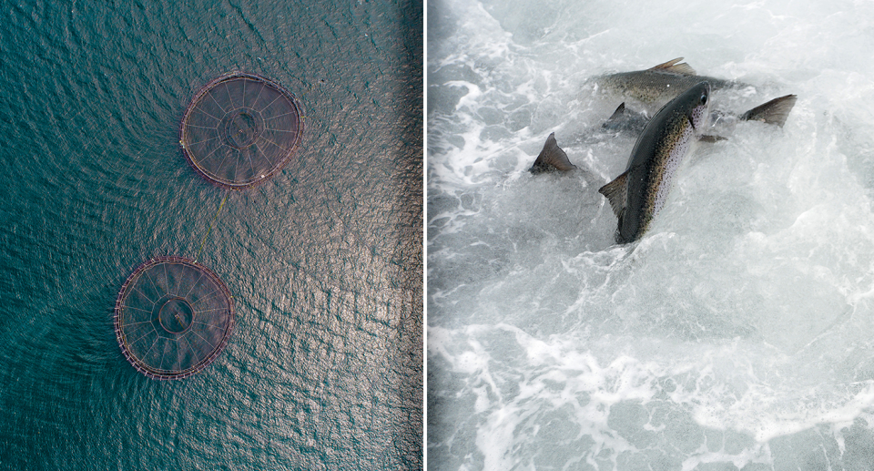 Salmon farms (left) and salmon (right) pictured.