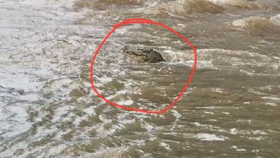 洪水中驚見一隻鱷魚。（圖／翻攝自PeterM21162318 X）