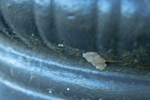 Spotted lanternfly eggs on a street lamp pole