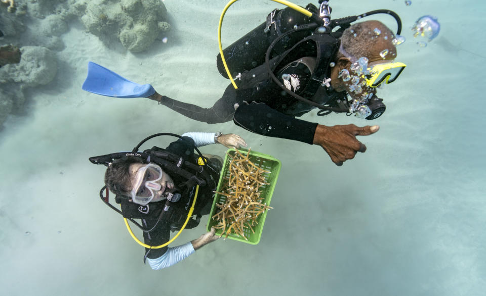 Divers Everton Simpson, right, and Andrew Todd bring staghorn coral from a coral nursery to be planted inside the White River Fish Sanctuary Tuesday, Feb. 12, 2019, in Ocho Rios, Jamaica. When each stub grows to about the size of a human hand, Simpson collects them in a crate to individually "transplant" onto a reef, a process akin to planting each blade of grass in a lawn separately. (AP Photo/David J. Phillip)