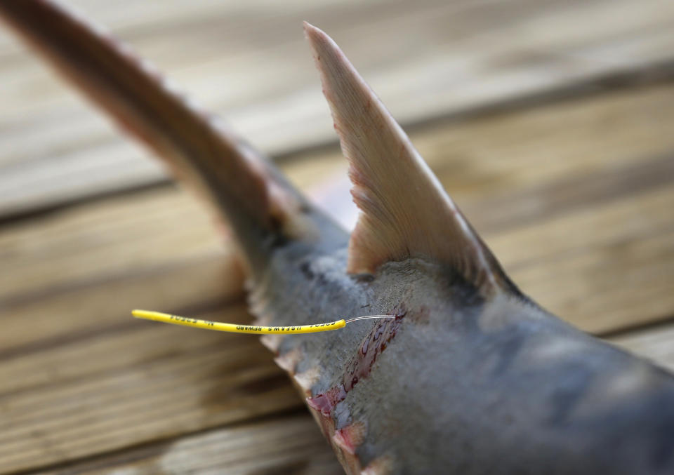 In this Thursday, April 25, 2019 photo, an endangered shortnose sturgeon is tagged after being caught in a net from the Saco River in Biddeford, Maine. Students at the University of New England are studying the sturgeon's population. About 75 have been captured this decade on the Saco River, where they were previously never seen. (AP Photo/Robert F. Bukaty)