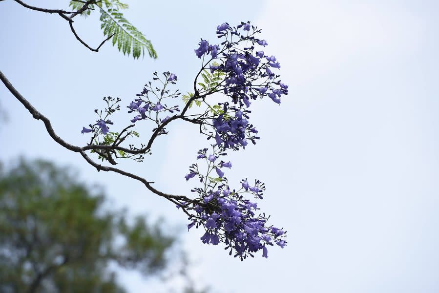 香港賞花｜藍花楹盛開中！5個打卡位推介 灣仔星街/將軍澳常寧路/沙田中央公園