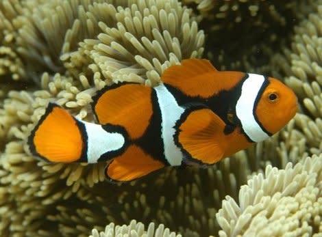 Clown fish and others could become extinct