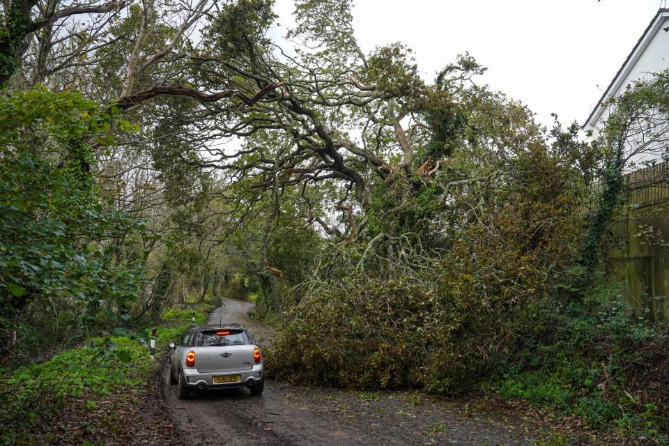 A driver attempts to pass a fallen tree in Falmouth, Cornwall (Getty Images)