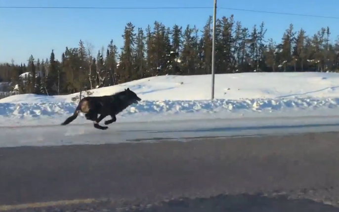 Wolf running alongside car - Credit: Jukin