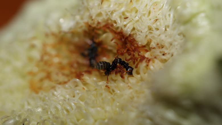 wasp parts in a fig