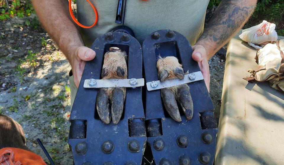 Michael Beck holds a pair of shoes that are used to train dogs to follow the scent of a deer. He is able to place the hooves of a deer in the soles of  the shoes to make trails for the dog to follow.