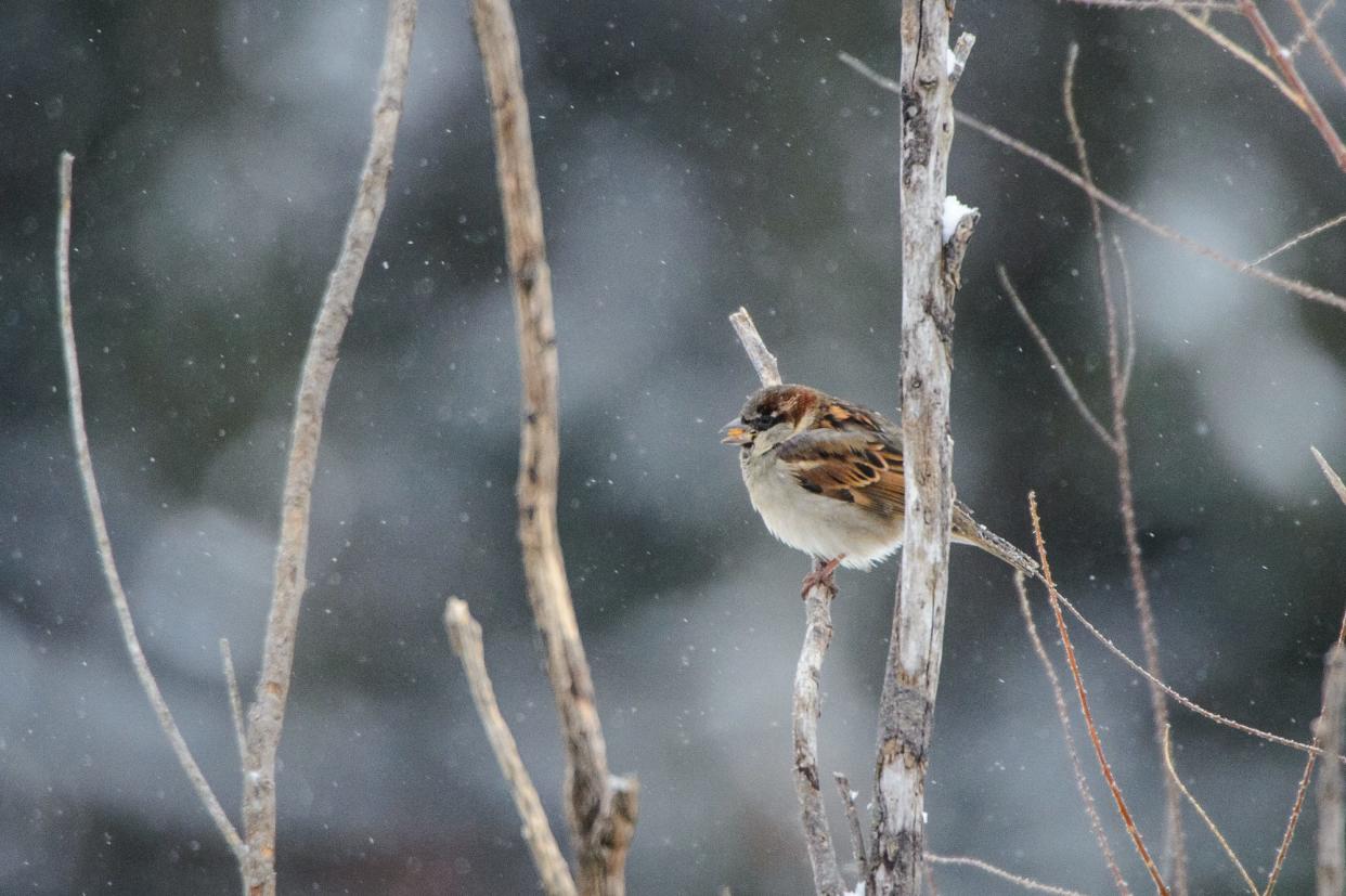 A house sparrow perches in a bush as snowflakes fall after a snow dropped around 4 inches of snow across York County, Tuesday, Jan. 16, 2024, in Hanover.