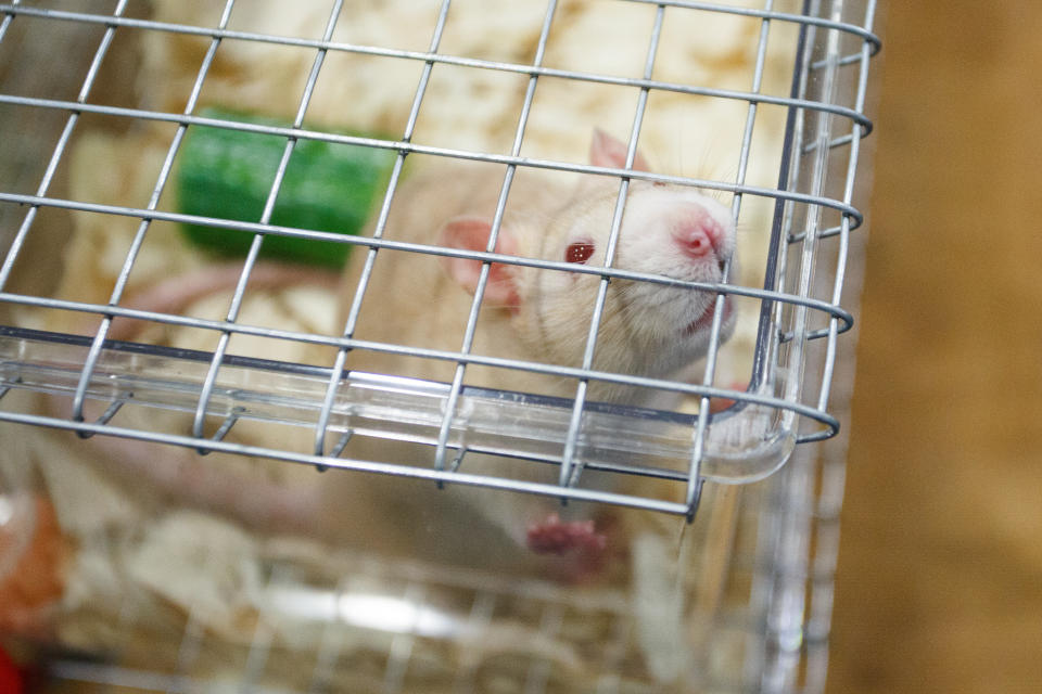 Thousands of people flocked to the UK’s longest-running small animal show this weekend