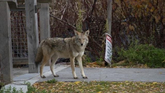 how do i keep my dog safe from a coyote