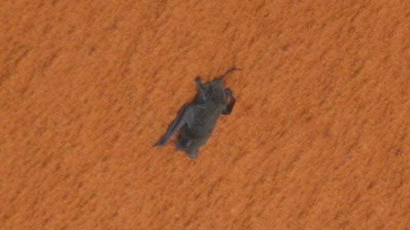 A bat clinging to the Space Shuttle fuel tank in 2009. - Photo: NASA
