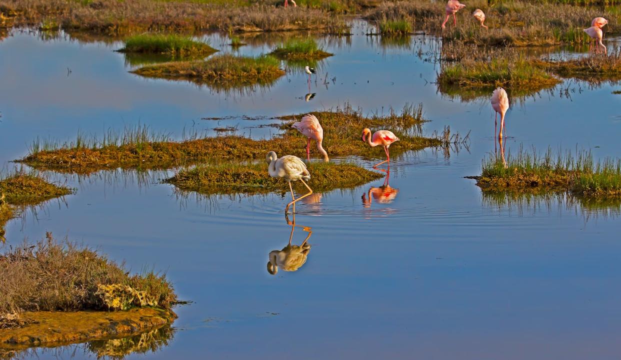 Flamingos feeding in salt marsh on an estuary in South Africa's Western Cape province. Geoff Sperring/Shutterstock