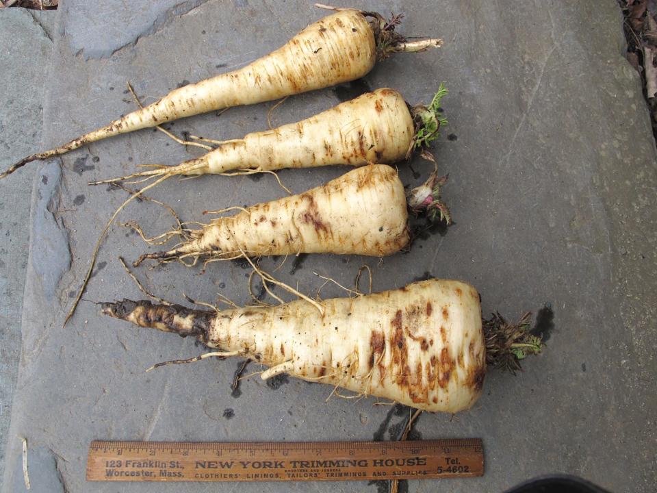 Parsnips, an early spring treat, will grow in soil suitable for carrots.