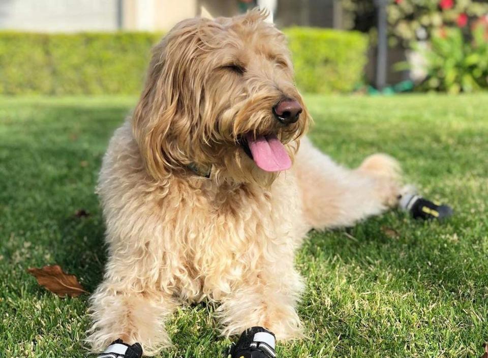 These dog booties have an expanding wide split opening and an adjustable, secure strap. (Source: Amazon)