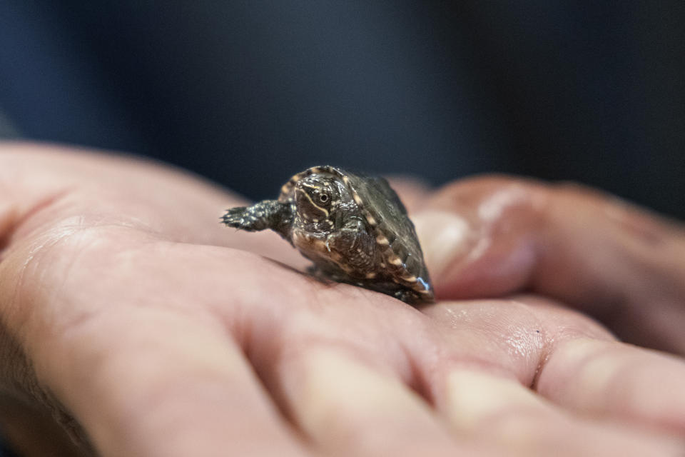 Lou Perrotti, the director of conservation programs at Roger Williams Park Zoo, holds a musk turtle in quarantine after it was confiscated in a wildlife bust, Tuesday, Nov. 1, 2022, in Providence, R.I. Scores of turtle species are under threat from poaching. The plight of turtles is expected to get plenty of attention at a wildlife trade conference in Panama in November. (AP Photo/David Goldman)