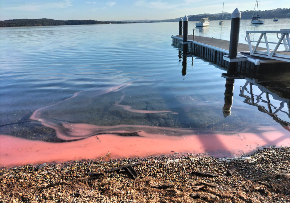 The red liquid on the shore of Lake Macquarie. 