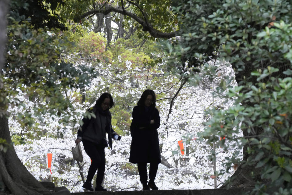Dos personas pasean entre los cerezos en flor, en el Parque Ueno, el 5 de abril de 2024, en Tokio. Multitudes se reunieron en Tokio para disfrutar de los famosos cerezos en flor de Japón, que en la capital están floreciendo más tarde de lo esperado debido al frío. (AP Foto/Eugene Hoshiko)