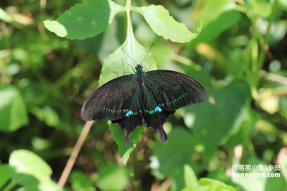 南投秘境「夢幻觀音瀑布群」