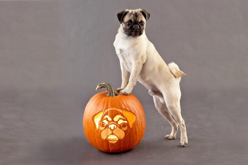 pug standing on an orange carved pumpkin of a pug face