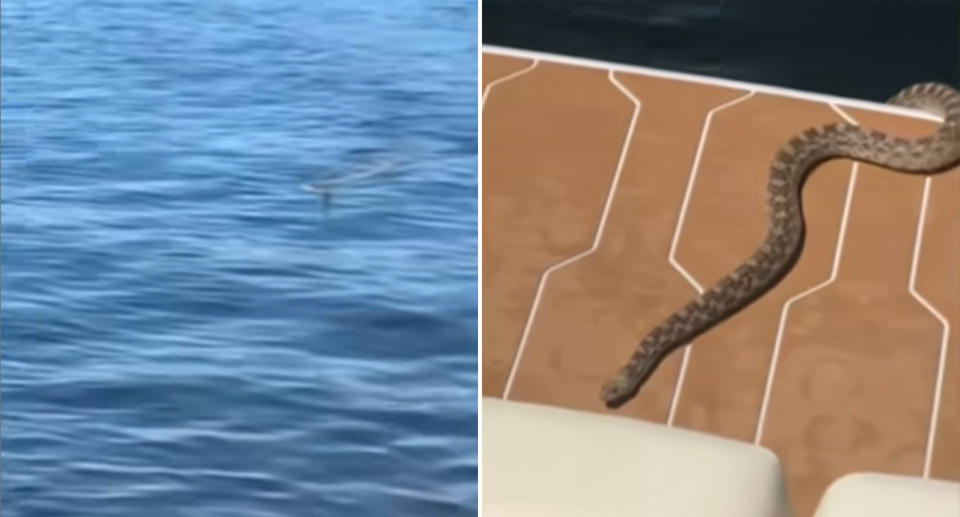 The snake in the water and climbing onto the boat. 