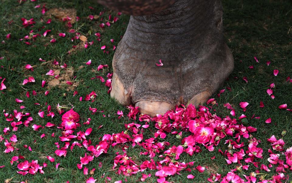 JAIPUR, INDIA - JUNE 4: Rose petals scattered near the feet of an elephant fter a group of elephants garland a photograph of the female elephant that was killed in Kerala, at Hathi Gaon on June 4, 2020 in Jaipur, India. The pregnant pachyderm died last week while standing in water after being fatally wounded by eating a firecracker laden pineapple. (Photo by Himanshu Vyas/Hindustan Times via Getty Images)
