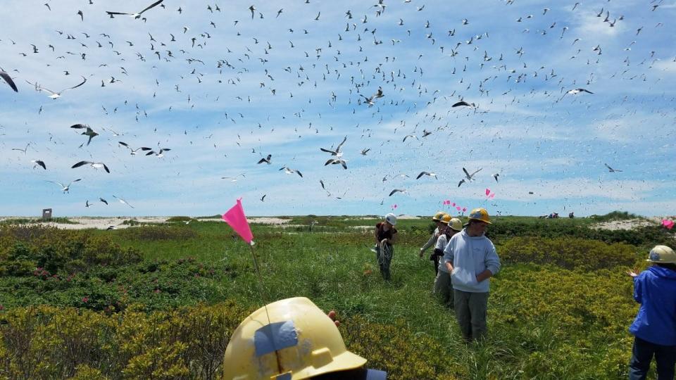 At Monomoy National Wildlife Refuge off Cape Cod, there are more than 25,000 individual terns during the summer breeding season. Pictured, researchers wear hard hats because the birds can be aggressive.