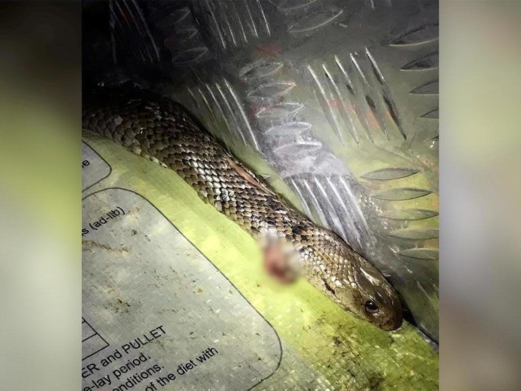 A still image from a video showing an eastern brown snake after it wrapped itself around the legs of a driver in Calliope, Queensland, Australia, on 15 June, 2020: QUEENSLAND POLICE VIA REUTERS