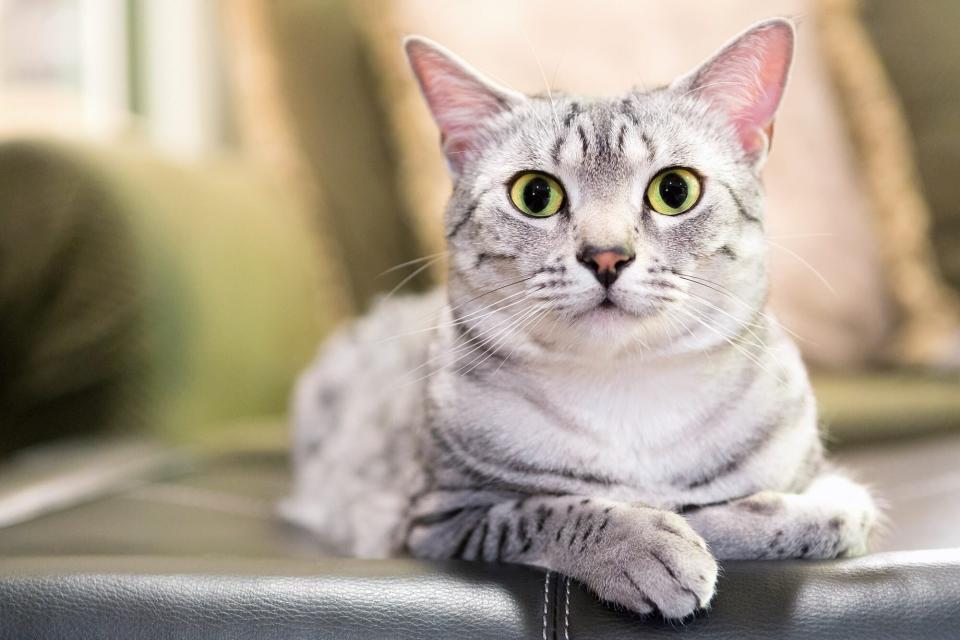 white egyptian mau cat lying on couch