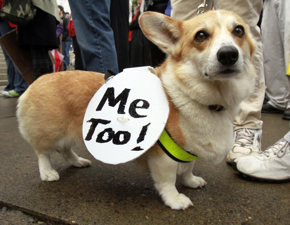 Welsh Corgi Katie carries a sign as several hundred demonstrators rally in Salem, Ore., Monday, Oct. 10, 2011. The demonstration is one of many being held across the country recently in support of the ongoing demonstration in New York.(AP Photo/Don Ryan)