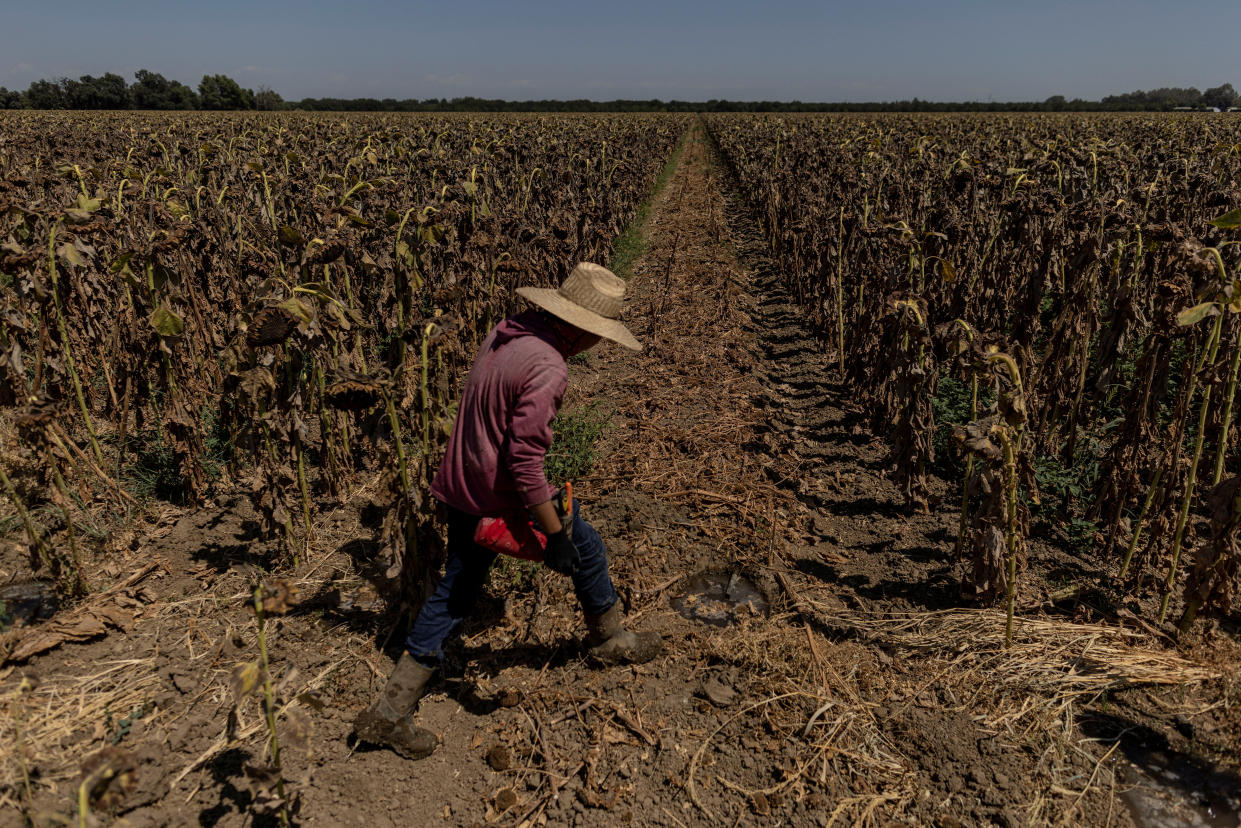 A farm worker in a dried-up field of sunflowers near Sacramento, Calif. 
