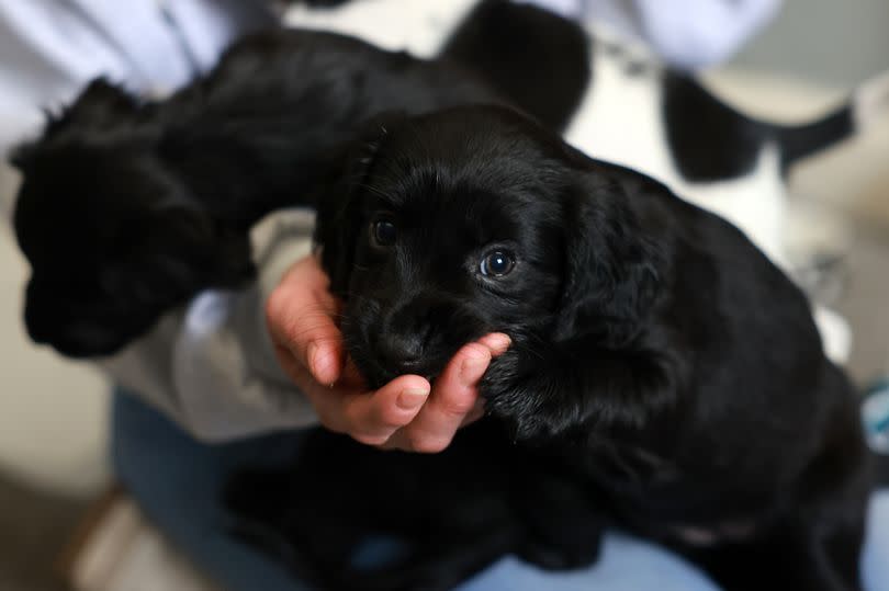 Puppies saved from a house fire