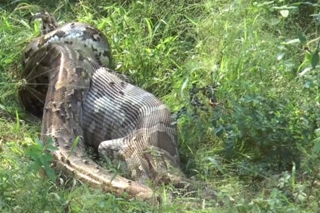 Giant python swallows peacock alive in Sri Lanka