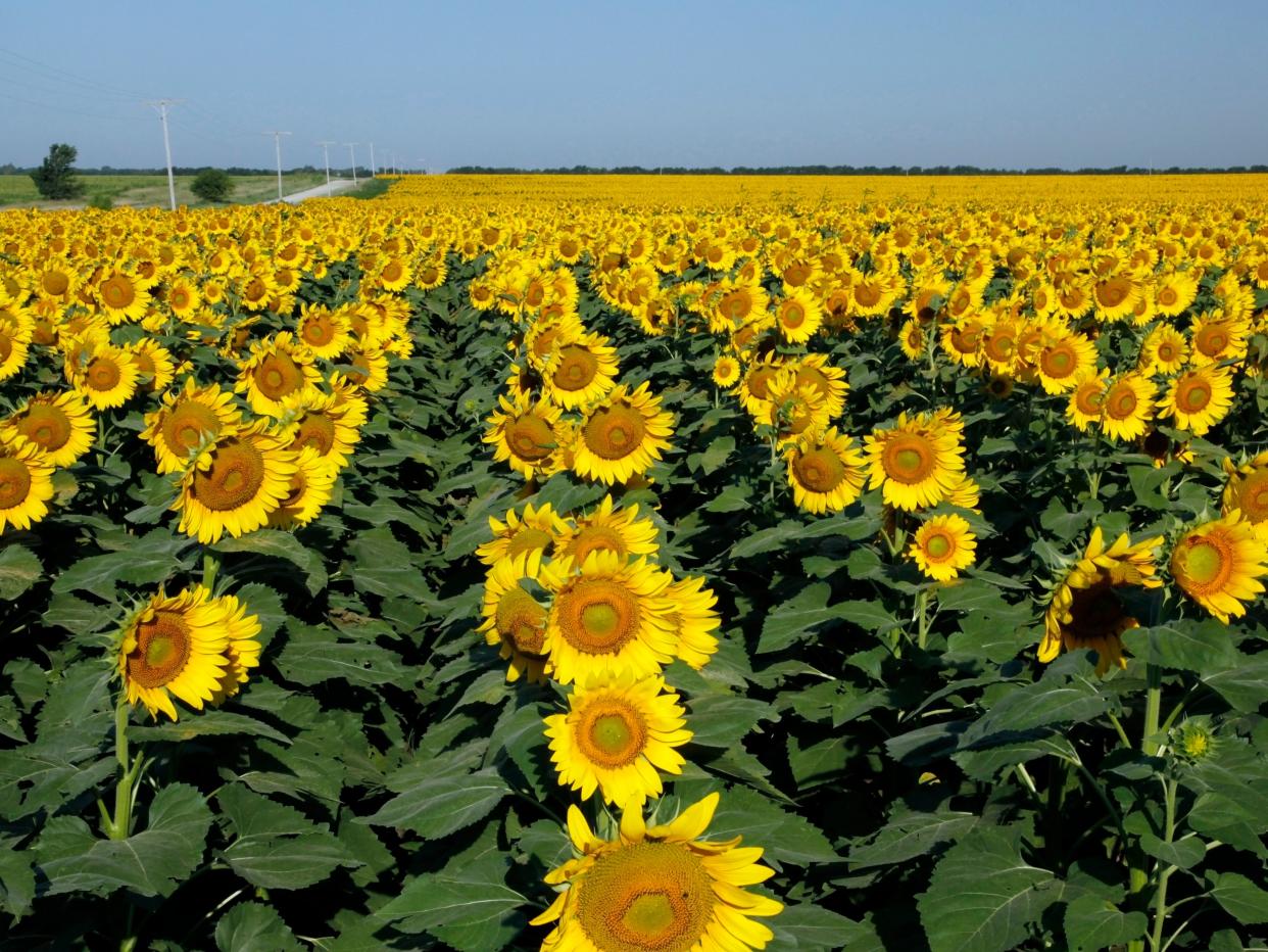 Sunflowers neatly arranged in rows in a field in Kansas.