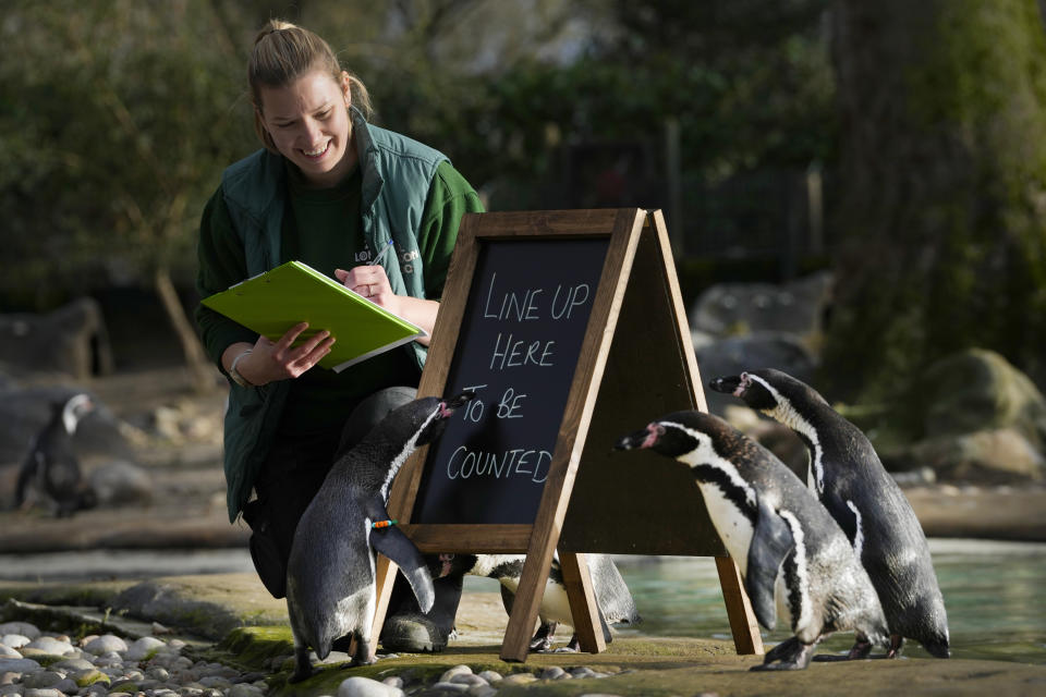 Penguins line up to be counted during the stock take at ZSL London Zoo, in London, Wednesday, Jan. 3, 2024. The conservation zoo is home to more than 300 different species, from endangered Galapagos giant tortoises and Asiatic lions to critically endangered Sumatran tigers – all of which will be logged and recorded as part of the zoo's annual licence requirement. (AP Photo/Kirsty Wigglesworth)