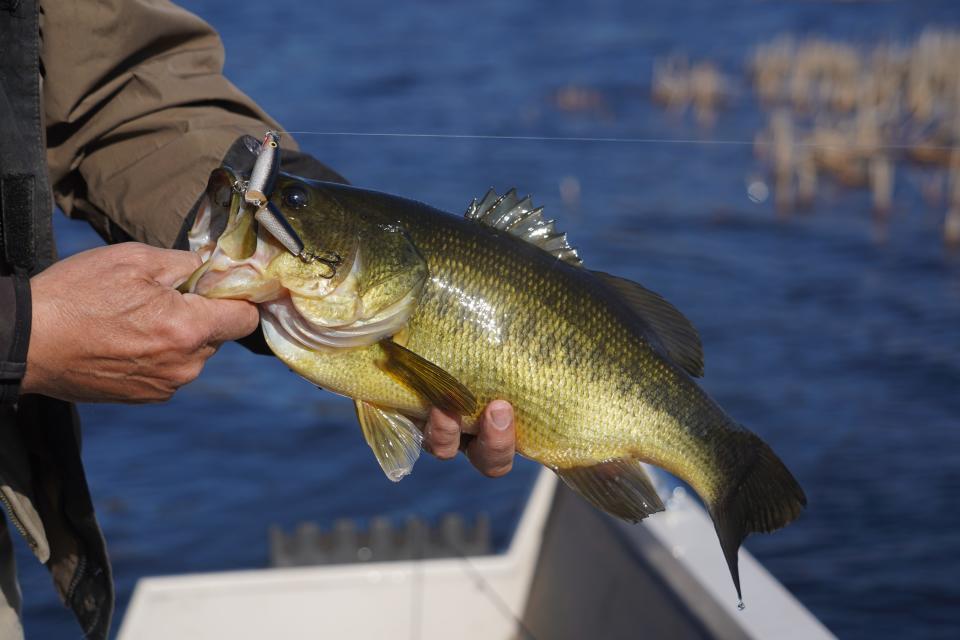 Largemouth bass