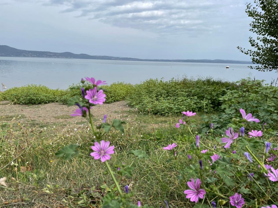 Purple flowers in foreground with a field and bushes and the lake in the distance