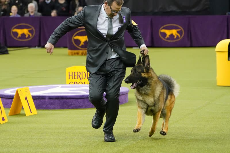 A German Shepard named Tony competes at the 2020 Westminster Kennel Club Dog Show at Madison Square Garden in New York City